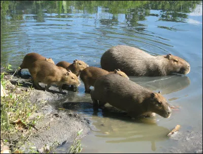 Quelle est cette famille qui entre dans l'eau ?