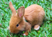 Test Quel est le nom parfait pour ton lapin ?
