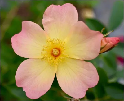 À quelle chanteuse doit-on le titre "Mon amie la rose" ?