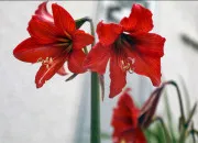 Quiz L'amaryllis