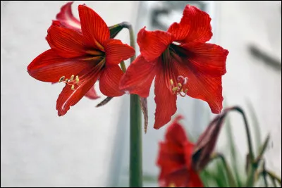 Quelle est cette fleur ?