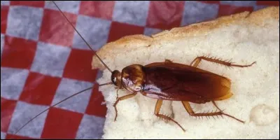 Je viens de retrouver un cafard sur ma tartine. Quel est le traitement naturel pour les éliminer ?