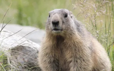 Quiz Animaux