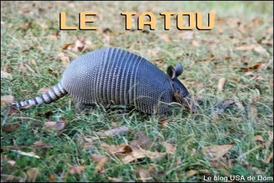 Avec le pangolin, le seul mammifère pourvu d'une carapace est le tatou.