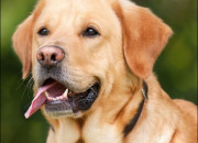 Quiz Test sur les races de chiens