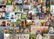 Test Quelle est votre famille d'animaux prfre ?