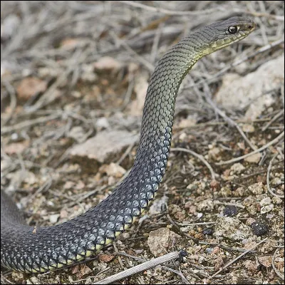 Quelles sont les deux espèces de serpents présents en France ? (On ne compte pas ceux dans les zoos.)