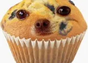 Quiz Chihuahua ou muffin aux myrtilles ?