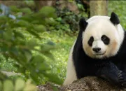 Quiz Vrai ou faux ? - Le panda gant