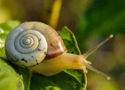 Test Es-tu un escargot ?