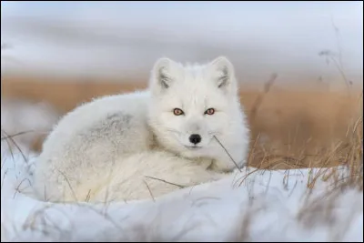 Quel est l'autre nom du renard polaire ?