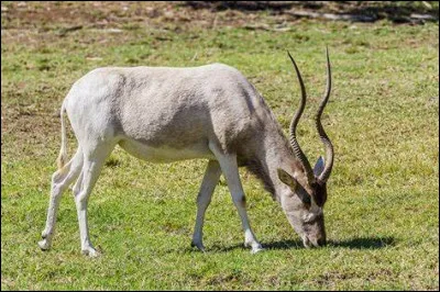 Quelle est cette antilope de la famille des bovidés, endémique de l'Afrique et en voie d'extinction ?