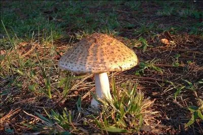 Quelle est la partie du champignon qui contient les lames ?