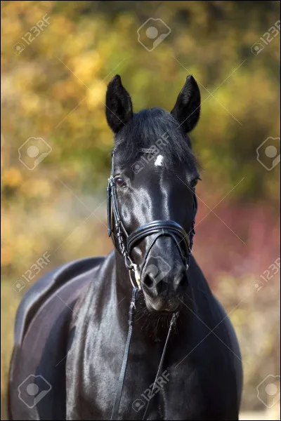 Quelle est la robe de ce cheval ?