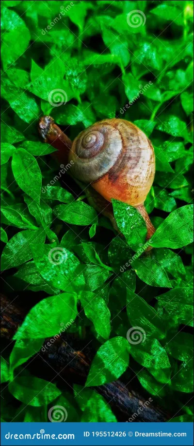 L'escargot est un...