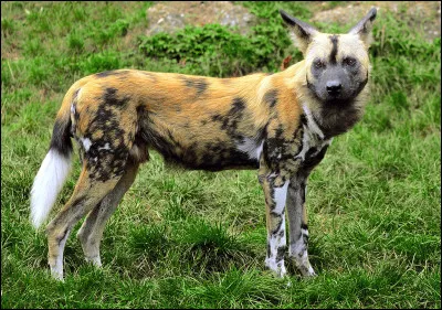 Quel est le nom de ce chien sauvage aux allures de hyène ?