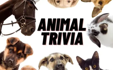 Quiz Animaux