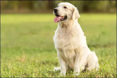 Quel est ce chien ?