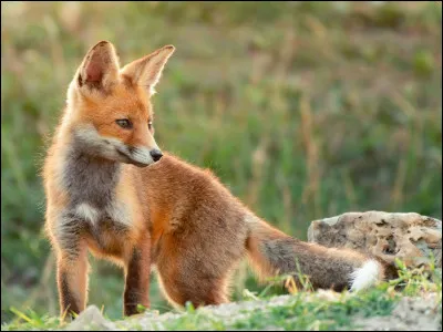 Aimes-tu les animaux ?