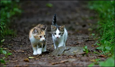 Tu es un chaton du Clan du Tonnerre, tu t'appelles Petite Brise et tu as un frère et une sur : Petit Soleil et Petite Lune. Vous trouvez le temps long et vous voulez devenir apprentis alors que vous n'avez que 5 lunes. Petit Soleil vous propose de partir en exploration dans la forêt. Ta sur hésite car elle pense que cela vous empêchera de devenir apprentis. Et toi, quel est ton avis ?