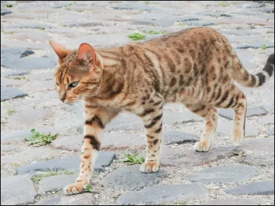 Les chats du Clan de la Rivière ont des pattes palmées :