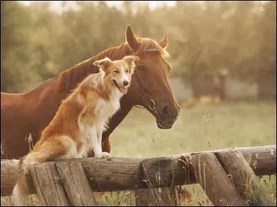 Pour commencer, as-tu un chien ?