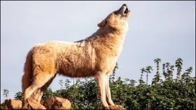 Les loups ont (hurler) dans la forêt.