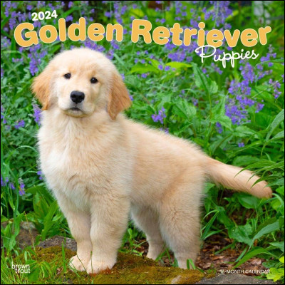 Quelle est en moyenne la taille du Golden Retriever ?