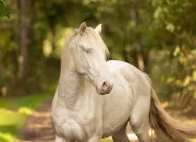 Test Quelle robe de cheval est faite pour toi ?