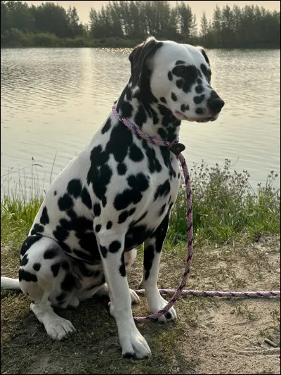 Qui sera responsable du chien ?