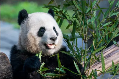 De quelles couleurs est un panda ?