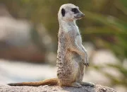 Quiz Vrai/faux sur le suricate