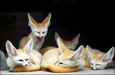 Le fennec est une espèce de renard.