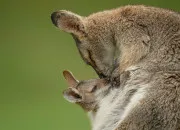 Quiz Retrouve les noms des bbs animaux