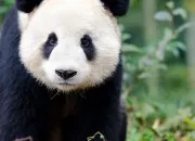 Quiz Vrai/faux sur le panda gant