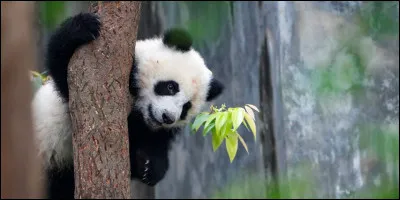 Le panda géant est un mammifère.