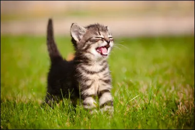 Tu es un chaton du nom de Petit Loup avec ton frère qui se nomme 
Petit Glaçon ; vous sortez de la pouponnière pour la première fois ; tu veux voir...