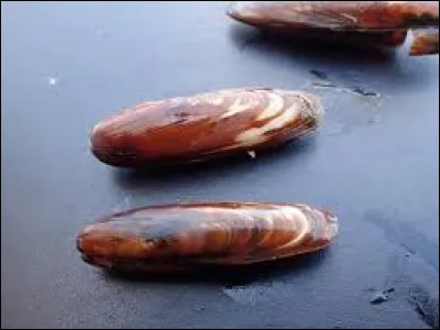 Ce coquillage se trouve en Méditerranée. Quel est-il ?