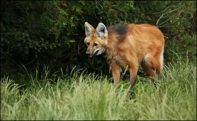 Quel est cet animal ?