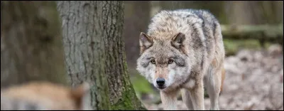 Quel est le nom scientifique du loup gris ?