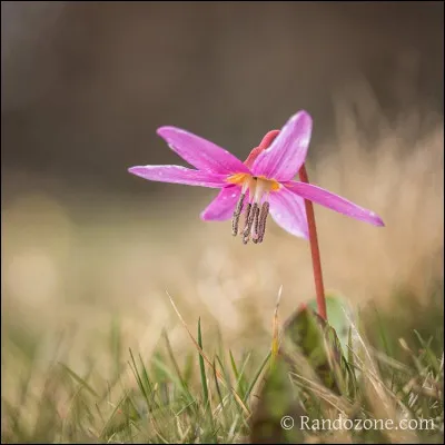 Cette fleur aux couleurs vives est appelée "satyrion rouge" et également...