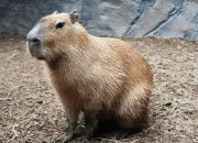 Quiz Le capybara