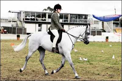 Quel est ton niveau d'équitation ?