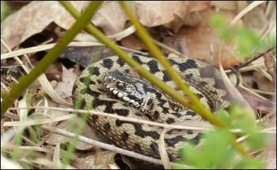 Tout en souplesse tel un reptile ondulant, vous allez vous avancer vers la couleuvre pléiade.