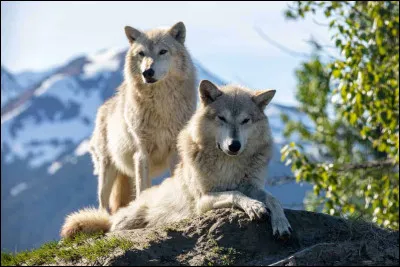 Dans quel département breton des analyses génétiques ont confirmé la présence d'un loup d'origine germano-polonaise depuis mai 2022 ?