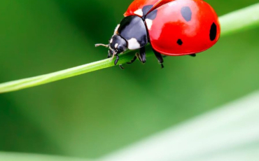 Quiz Animaux