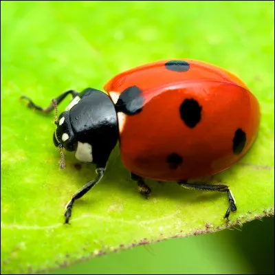 La coccinelle est un insecte.