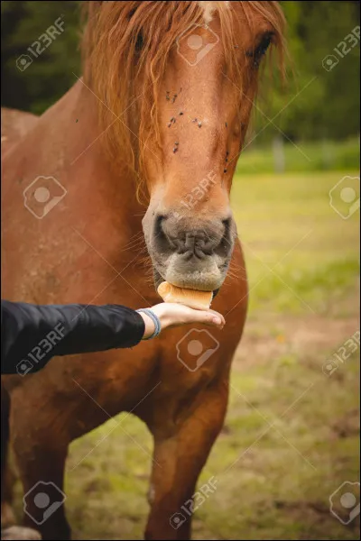 Le pain est-il bon pour les chevaux ?