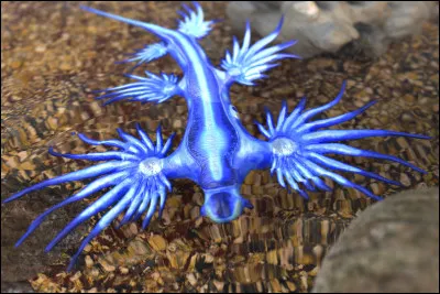 Le glaucus atlanticus est un...