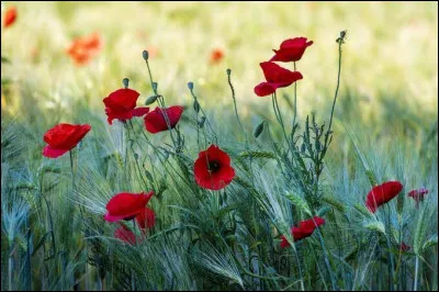 Commençons facile. Quelle est cette fleur ?